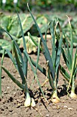 ONIONS ON THE VEGETABLE PLOT