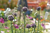 ONIONS GONE TO SEED