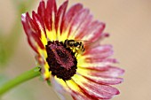 CHRYSANTHEMUM CARINATUM