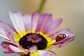 CHRYSANTHEMUM CARINATUM WITH LADYBIRD