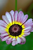 CHRYSANTHEMUM CARINATUM