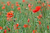 PAPAVER, POPPIES IN A FIELD