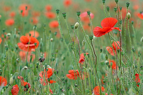 PAPAVER_POPPIES_IN_A_FIELD