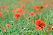 PAPAVER, POPPIES IN A FIELD