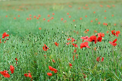PAPAVER_POPPIES_IN_A_FIELD