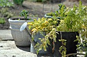 VEGETABLES GROWING IN CONTAINERS ON PATIO