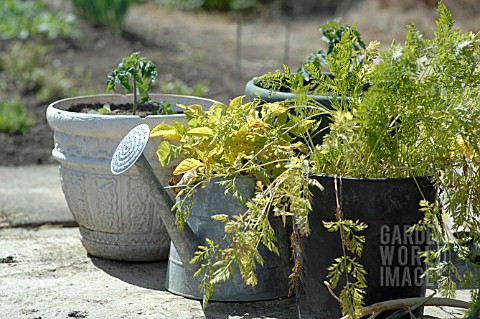 VEGETABLES_GROWING_IN_CONTAINERS_ON_PATIO