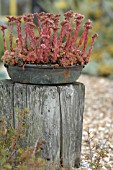 SEDUM OBTUSATUM IN A SHINGLE GARDEN