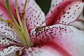 LILIUM