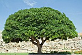 PITTOSPORUM TOBIRA TREE
