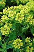 EUPHORBIA PALUSTRIS.