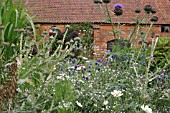 COOL BORDER WITH COSMOS PURITY; GYPSOPHILA PANICULATA; CYNARA CARDUNCULUS; ONOPORDUM ACANTHIUM; ECHINOPS RITRO