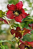 HELLEBORUS HYBRIDUS RUFFLES