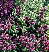 LAMIUM SP. (MIX)