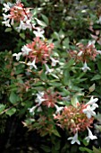 ABELIA x GRANDIFLORA, (AGM)