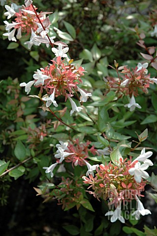 ABELIA_x_GRANDIFLORA_AGM