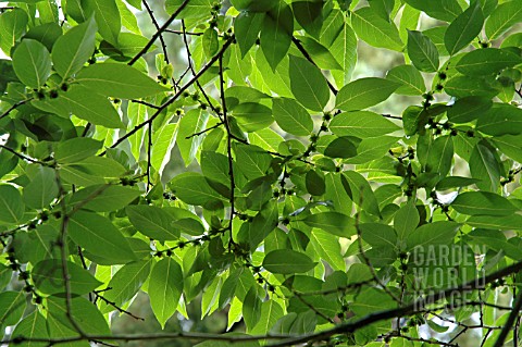 DIOSPYROS_LOTUS_DATE_PLUM