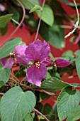 DALECHAMPIA SPATHULATA