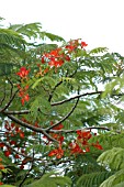 DELONIX REGIA