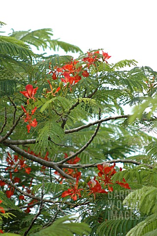 DELONIX_REGIA