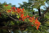 DELONIX REGIA