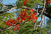 DELONIX REGIA