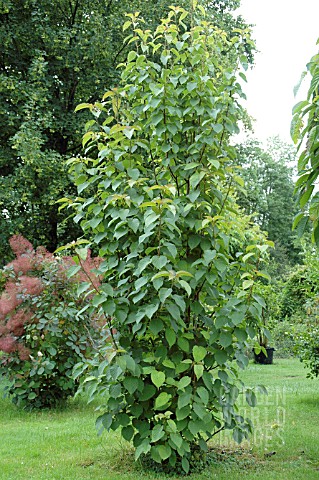 DAVIDIA_INVOLUCRATA_VAR_VILMORIANA