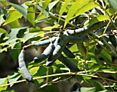 DECAISNEA FARGESII, FRUIT