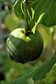 CASIMIROA EDULIS, (WHITE SAPOTE, MEXICAN APPLE)