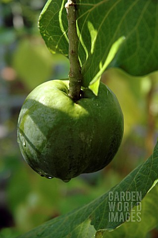 CASIMIROA_EDULIS_WHITE_SAPOTE_MEXICAN_APPLE