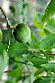 CASIMIROA EDULIS, (WHITE SAPOTE, MEXICAN APPLE)