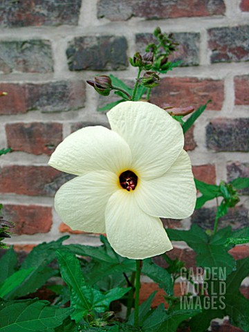 ABELMOSCHUS_MANIHOT_EDIBLE_HIBISCUS