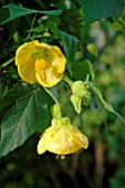 Abutilon, (Yellow)