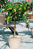 ABUTILON (YELLOW) STANDARD IN CONTAINER