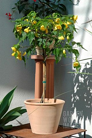 ABUTILON_YELLOW_STANDARD_IN_CONTAINER