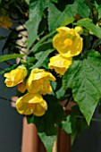 ABUTILON GELB