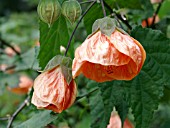 ABUTILON HYBRID BLUETEN ORANGE