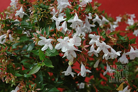 ABELIA_GRANDIFLORA