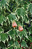 ABUTILON HYBRID ORANGE BUNTLAUBIG