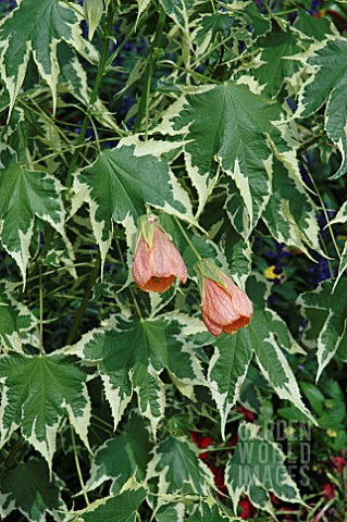 ABUTILON_HYBRID_ORANGE_BUNTLAUBIG