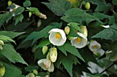 ABUTILON HYBRID WEISS