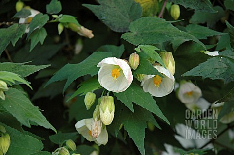 ABUTILON_HYBRID_WEISS