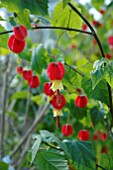 ABUTILON MEGAPOTAMICUM