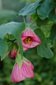 ABUTILON ROSA