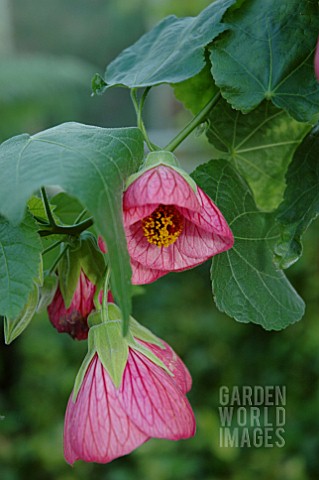 ABUTILON_ROSA