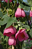 ABUTILON ROSA