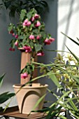 ABUTILON ROSALIE IN CONTAINER