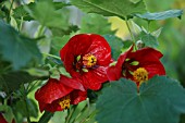 ABUTILON ROT, RED