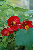 ABUTILON ROT, RED