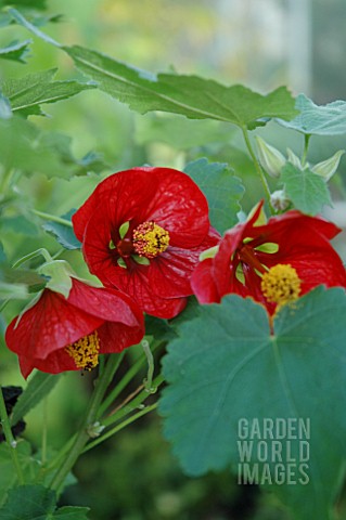 ABUTILON_ROT_RED